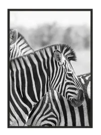 obraz-plakat-w-ramie-53x73-cm-zebra-p947