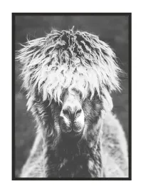 obraz-plakat-w-ramie-53x73-cm-alpaka-p922