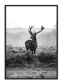 obraz-plakat-w-ramie-33x43-cm-jelen-p653