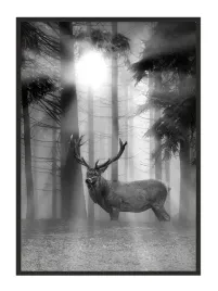 obraz-plakat-w-ramie-33x43-cm-jelen-p660