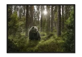 obraz-plakat-w-ramie-53x73-cm-niedzwiedz-p651