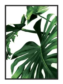 obraz-plakat-w-ramie-53x73-cm-monstera-p842
