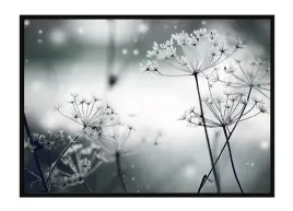obraz-plakat-w-ramie-53x73-cm-dmuchawce-p1487