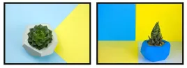 obraz-plakaty-w-ramie-53x73cm-dyptyk-komplet-2obrazow-ukraina-sukulent-p817
