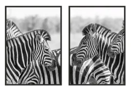 obraz-plakaty-w-ramie-33x43cm-dyptyk-komplet-2-obrazow-zebra-zebry-p971