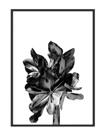 obraz-plakat-w-ramie-33x43-cm-kwiat-p1101