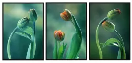obraz-w-ramie-53x73cm-tryptyk-komplet-3-obrazow-tulipany-kwiaty-pole-p2002