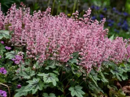 zuraweczka-pink-revolution-kolorowe-liscie-sadzonka-p9-obficie-kwitnie