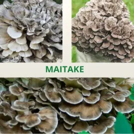 maitake-blok-uprawowy-gotowa-grzybnia-or-domowa-hodowla