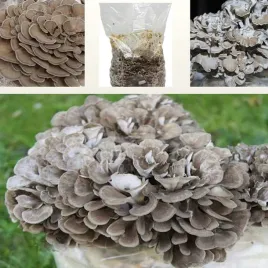 gotowe-podloze-maitake-z-grzybnia-zestaw-do-uprawy-w-domu