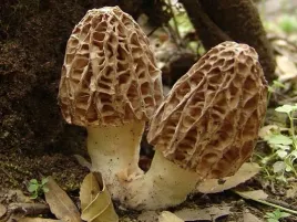 smardz-grzybnia-ziarnista-1l-naturalna-hodowla-i-samodzielna-uprawa