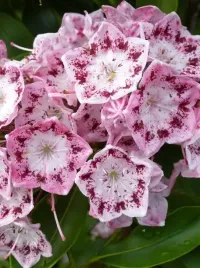 kalmia-szerokolistna-ideal