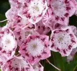 kalmia-szerokolistna-ideal-kolor-kwiatow-inny-kolor