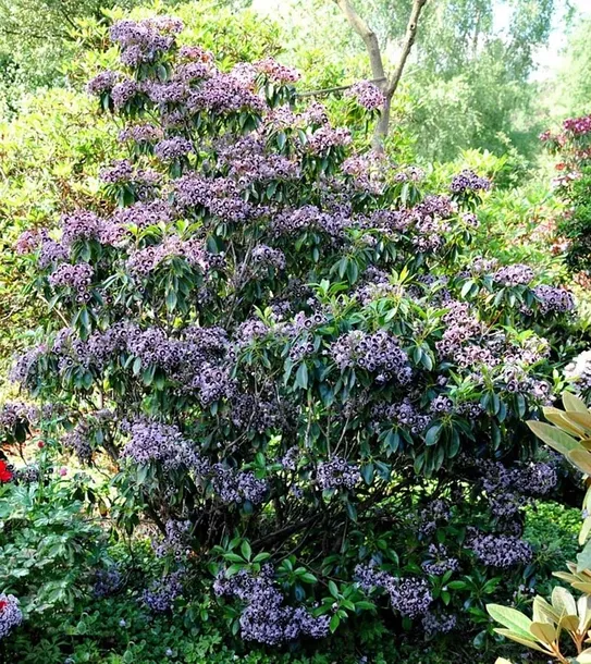 kalmia-szerokolistna-ideal-rodzaj-rosliny-inny