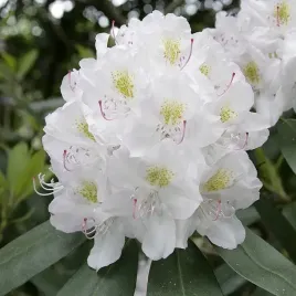 rozanecznik-rododendron-eskimo-obfite-kwitnienie-intensywny-kolor