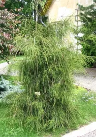 zywotnik-zachodni-filiformis-or-tuja-thuja