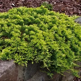 jalowiec-plozacy-golden-carpet-or-3-letni-or-doniczka-2l