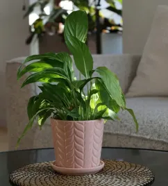 doniczka-rozowa-ceramiczna-czarna-doniczka-z-podstawkiem-h-14-cm-o-14-cm