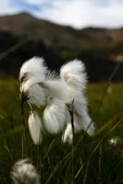 welnianka-eriophorum-species-kwitnie-bialo-klebek-waty