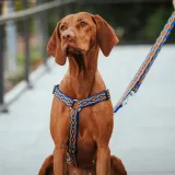 dingo-szelki-dwupaskowe-guard-winnetou-l-czerwone-kolor-czarny-czerwony