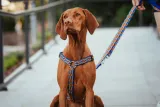 dingo-szelki-dwupaskowe-guard-winnetou-s-czerwone-kolor-czerwony