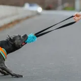 szarpak-mop-niebieski-uchwyt-bungee-stan-nowy-marka-dingo
