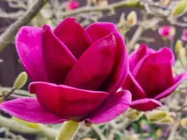 magnolia-genie-fioletowa-duze-kwiaty-60-80cm-c2-xl