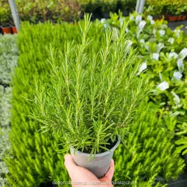 rozmaryn-jadalny-rosmarinus-20cm-c15-wloskie-ziola-kwitnacy-lekarski