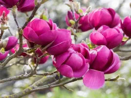magnolia-black-tulip-purpurowa-duzy-kwiat-tulipanowa-c2-60-80cm