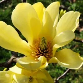 magnolia-yellow-river-zolta-duze-kwiaty-c2-60-80cm-xl