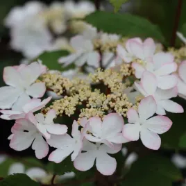 kalina-japonska-viburnum-plicatum-kilimandjaro-sunrise-pietrowy-pokroj-c3