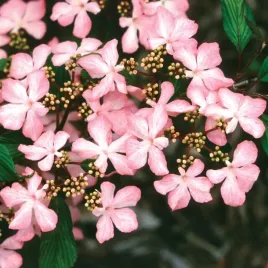 kalina-japonska-molly-schroeder-xxl-viburnum-rozowe-kwiaty-c10-50cm