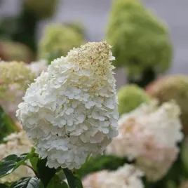 hortensja-bukietowa-grandiflora-hydrangea-pan-ogromne-biale-kwiaty-c3