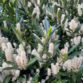 laurowisnia-prunus-otto-luyken-niski-zimozielony-zywoplot-kwitnaca-40cm-c3