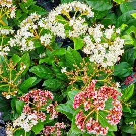 kalina-wawrzynowata-viburnum-gwenllian-kwitnie-zima-zimozielona-c2-20cm