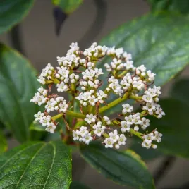 kalina-dawida-viburnum-davidii-turkusowe-owoce-zimozielona-c3-40cm
