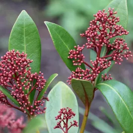 skimia-skimmia-japonska-rubella-intensywnie-czerwona-zimozielona-c1-20cm