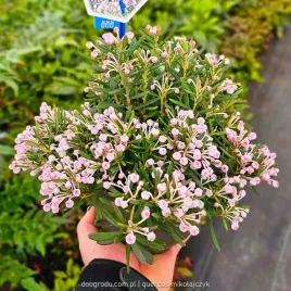 modrzewnica-pospolita-andromeda-compacta-rozowe-kwiaty-c2-20cm