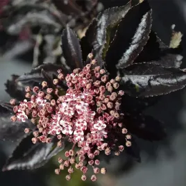 bez-czarny-sambucus-black-tower-kolumnowy-rozowe-kwiaty-bordowe-liscie-c3