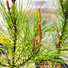 sosna-gestokwiatowa-pinus-oculus-draconis-oko-smoka-paskowane-igly-c5