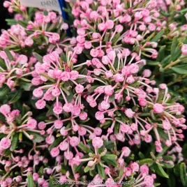 modrzewnica-pospolita-andromeda-blue-lagoon-rozowe-kwiaty-c2-20cm