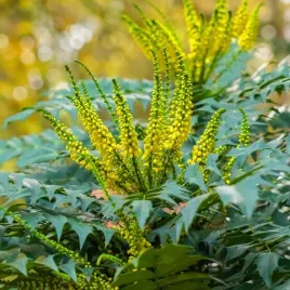 mahonia-winter-sun-100cm-gigant-duza-zimozielona-zolte-kwiaty-zima-xl-c10