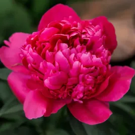 piwonia-paeonia-felix-crousse-czerwona-pelne-kwiaty-c1