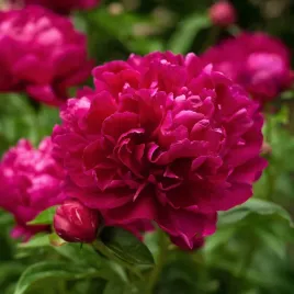 piwonia-paeonia-karl-rosenfeld-czerwona-ogromne-kwiaty-c1