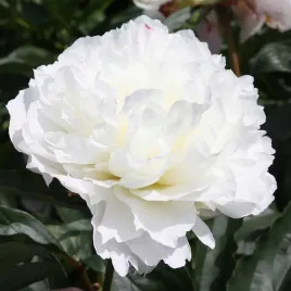 piwonia-paeonia-shirley-temple-biala-sniezne-kwiaty-c1