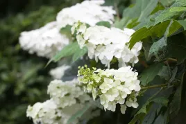 hortensja-debolistna-hydrangea-quercifolia-wyjatkowe-liscie-biale-kwiaty-c2