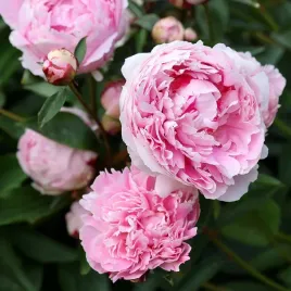 piwonia-paeonia-sarah-bernhardt-rozowa-oblednie-pachnie-c1