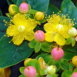 dziurawiec-bezwonny-hypericum-arcadia-dekoracyjne-owoce-zolte-kwiaty-c2