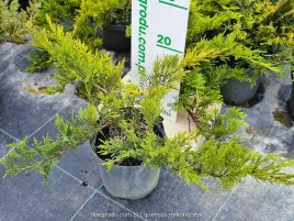 jalowiec-sabinski-tamariscifolia-plozacy-na-skarpy-gesty-krzew-c2-20cm