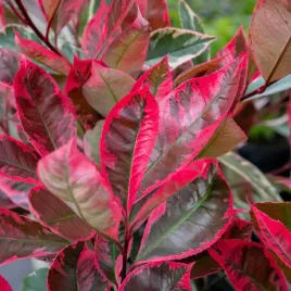 glogownik-photinia-fraseri-louise-dwukolorowy-liscie-z-bialym-brzegiem-c2